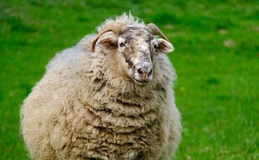 NickyPe - Pixabay - sheep-4124370_1280