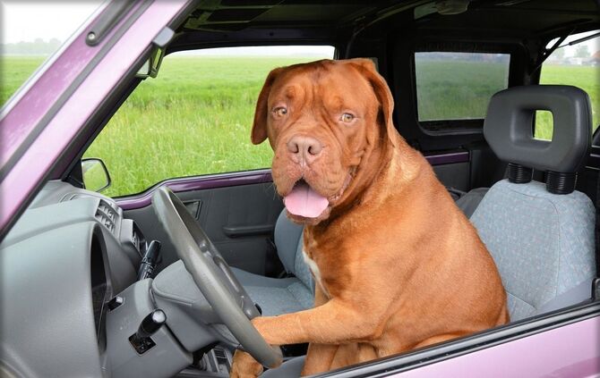 PublicDomainPictures - Pixabay - dog-165210_1280