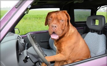 PublicDomainPictures - Pixabay - dog-165210_1280