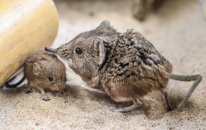 Kurzohrrüsselspringer Wilhelma_0