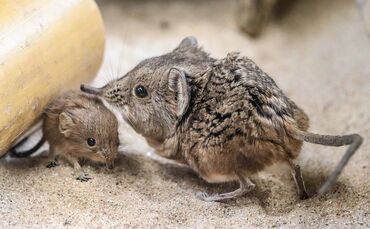 Kurzohrrüsselspringer Wilhelma_0