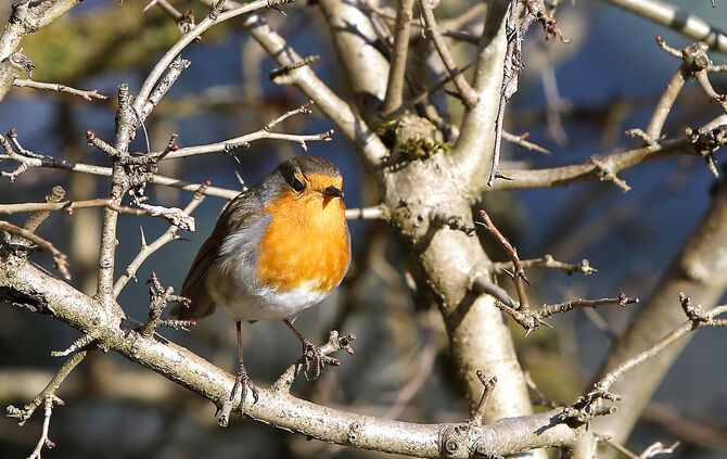 Rotkehlchen in Haubersbronn Vogel SCHMUCKI