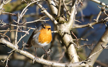 Rotkehlchen in Haubersbronn Vogel SCHMUCKI