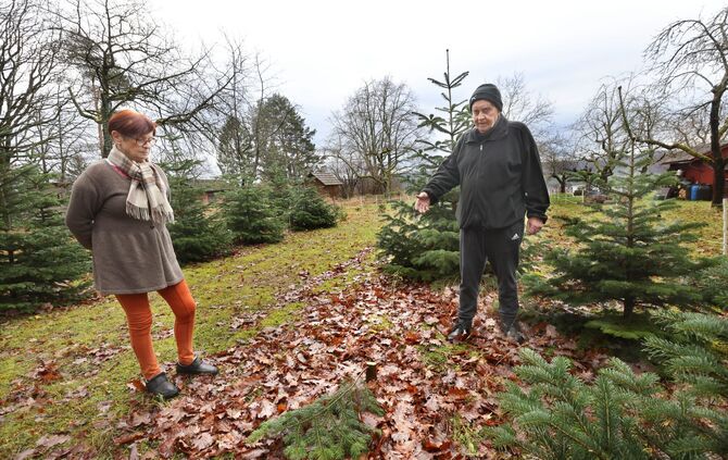 EngelsdorferBaumklau