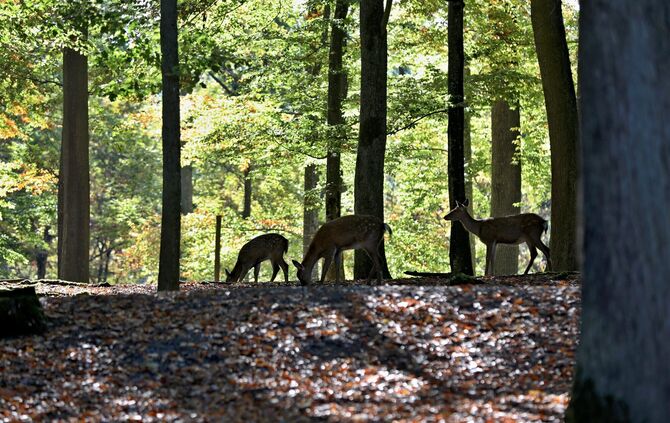 Rehe