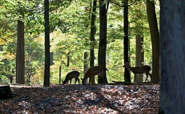 Rehe