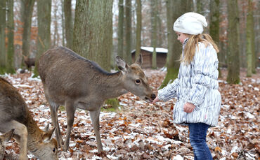 Wildparadies_Tripsdrill_Fuettern__Winter__RS