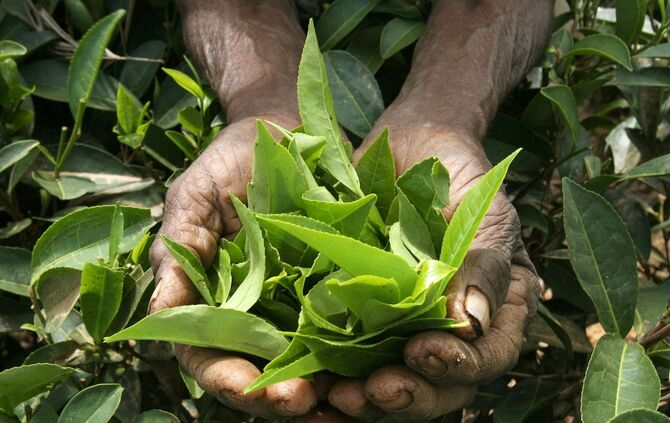 Echter Tee hat seinen Ursprung in der Camellia sinensis Pflanze.