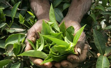 Echter Tee hat seinen Ursprung in der Camellia sinensis Pflanze.