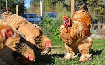 Hobby Hühnerhaltung