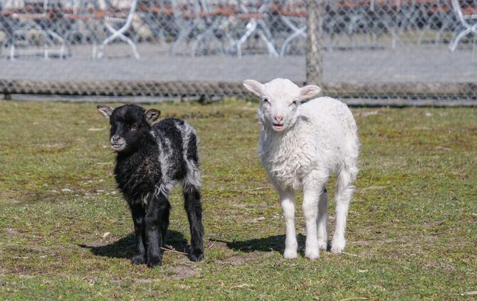 Wilhelma Stuttgart Nachwuchs Schaubauernhof_0