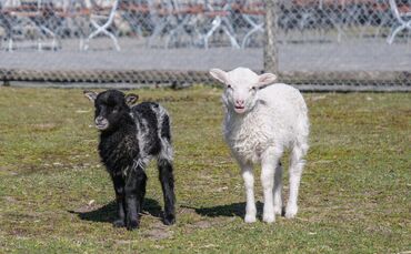 Wilhelma Stuttgart Nachwuchs Schaubauernhof_0