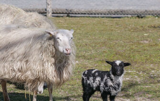 Wilhelma Stuttgart Nachwuchs Schaubauernhof_2