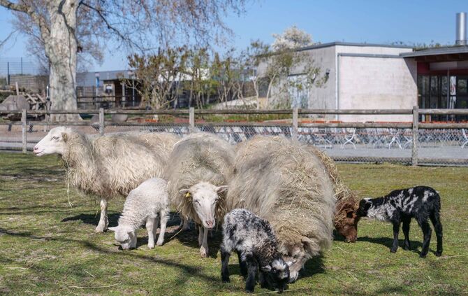 Wilhelma Stuttgart Nachwuchs Schaubauernhof_4