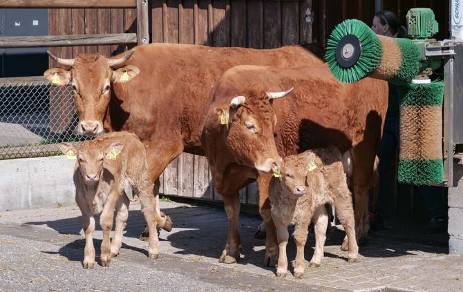 Nachwuchs Schaubauernhof Wilhelma Stuttgart_5
