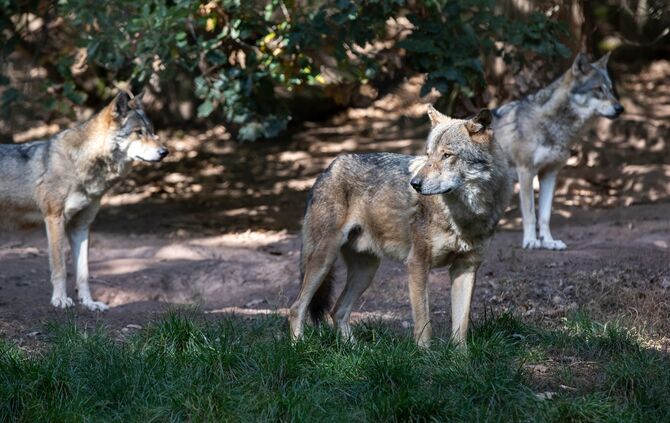 Wolf