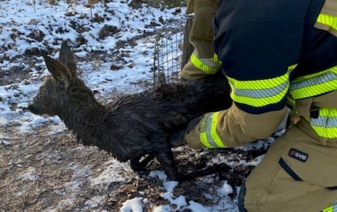 Reh Feuerwehr Stuttgart