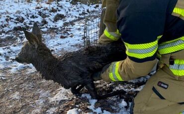 Reh Feuerwehr Stuttgart