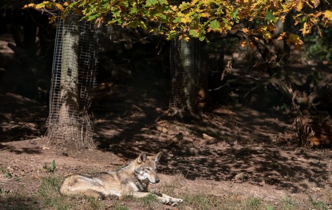 Wolf