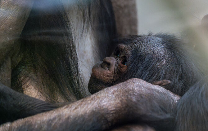 KW02b Bonobo Nachwuchs 11.01.2024 (Bild 3)