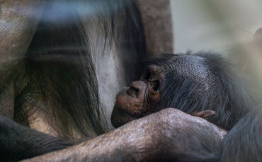 KW02b Bonobo Nachwuchs 11.01.2024 (Bild 3)