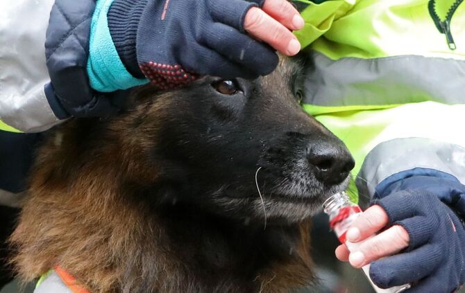Personensuchhund