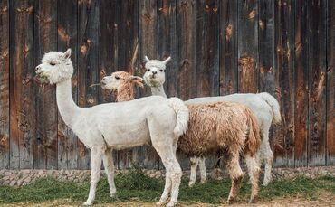 Alpakas Symbolfoto.