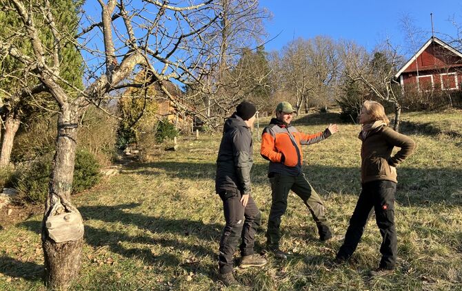 Tote Rehe im Gebiet Ramsbach