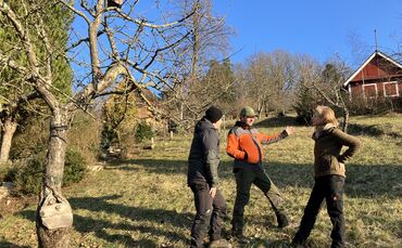 Tote Rehe im Gebiet Ramsbach