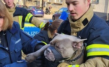 Die Feuerwehr Stuttgart hat einen Hund bei Minustemperaturen aus einem Fahrzeug befreit.