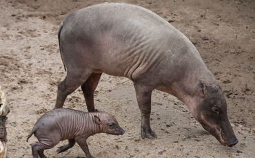 Das neu geborene Hirscheber-Ferkel erkundet mit seiner Mutter Ndari die Außenanlage.