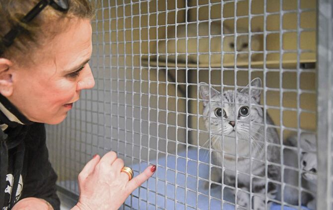 95 Hunde und Katzen aus untragbaren Haltungen gerettet Bild 2 Foto Kovalenko Rechte LHS