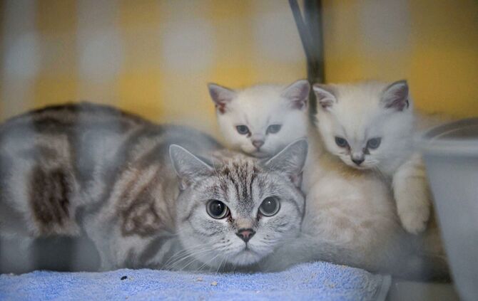 95 Hunde und Katzen aus untragbaren Haltungen gerettet Bild 3 Foto Kovalenko Rechte LHS
