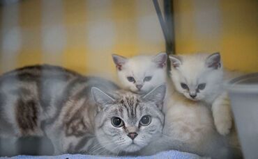 95 Hunde und Katzen aus untragbaren Haltungen gerettet Bild 3 Foto Kovalenko Rechte LHS