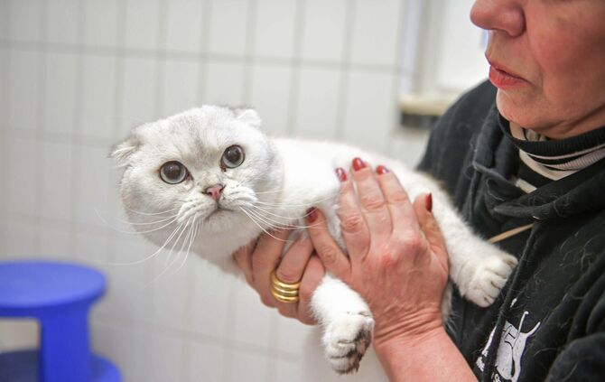 95 Hunde und Katzen aus untragbaren Haltungen gerettet Bild 4 Foto Kovalenko Rechte LHS