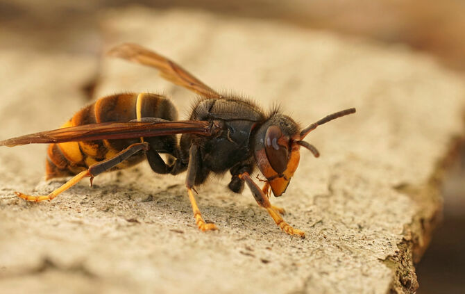 Closeup on a worker of the invasive Asian hornet pest species, Vespa velutina, a major threat for beekeeping