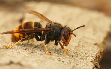 Closeup on a worker of the invasive Asian hornet pest species, Vespa velutina, a major threat for beekeeping