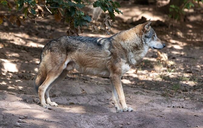Wolf