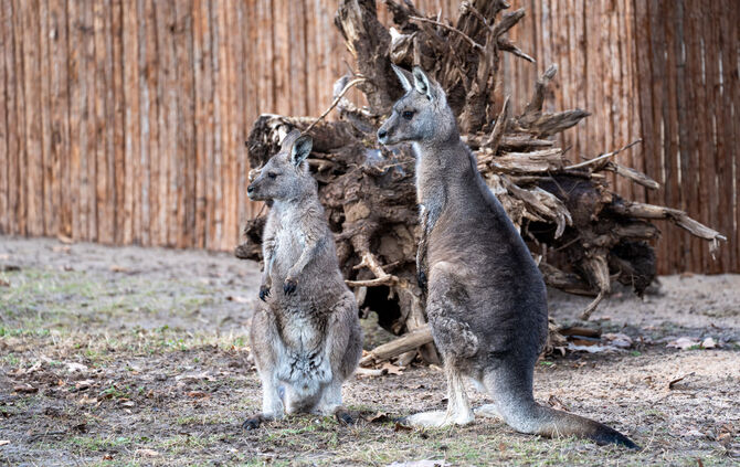 Zwei Tasmanische Graue Riesenkängurus sind neu in der Wilhelma.