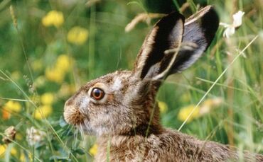 WOB WN KW 15 Genug Osterhasen in Baden-Württemberg
