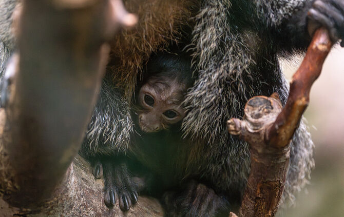 KW6a Weißkopfsaki 08.02.2024 (Bild 2)