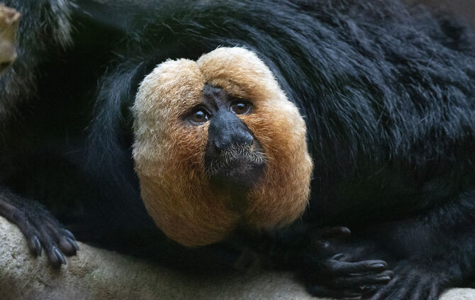 KW6a Weißkopfsaki 08.02.2024 (Bild 4)