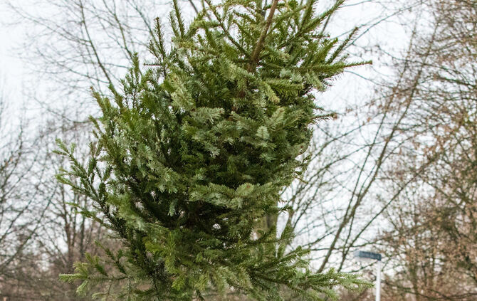 Christbaumweitwurf in Schwaikheim_39