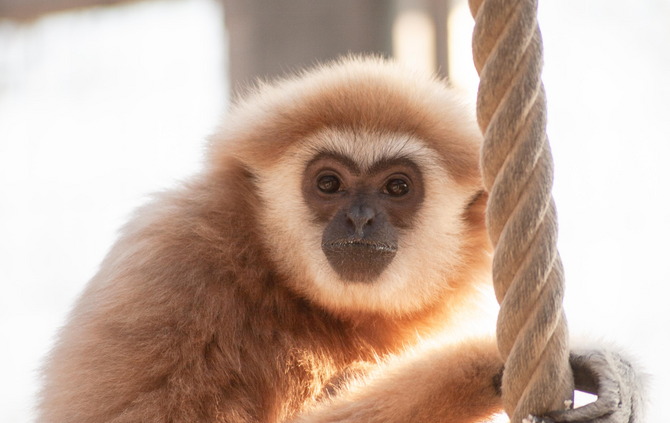 Weißhandgibbon Sundar_0