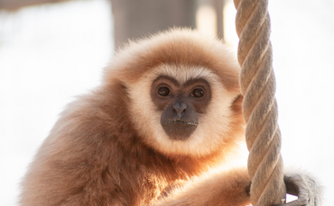 Weißhandgibbon Sundar_0
