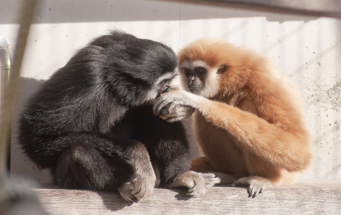 Sundar bringt seiner Partnerin Futter, um es mit ihr zu teilen._1