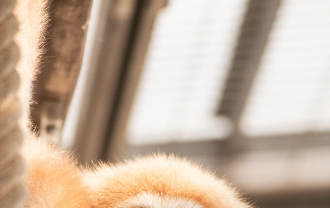 Weißhandgibbon Sundar_2