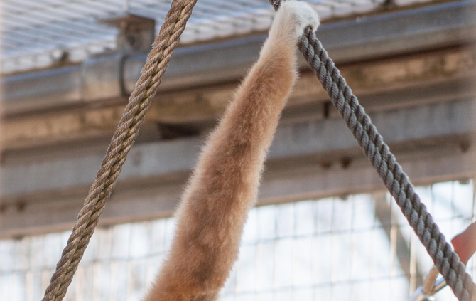 Weißhandgibbon Sundar_3