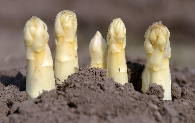 Spargel im Garten.