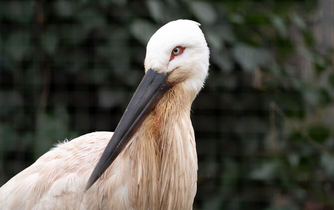 KW07a Schwarzschnabelstorch 15.02.2024 Bild 1
